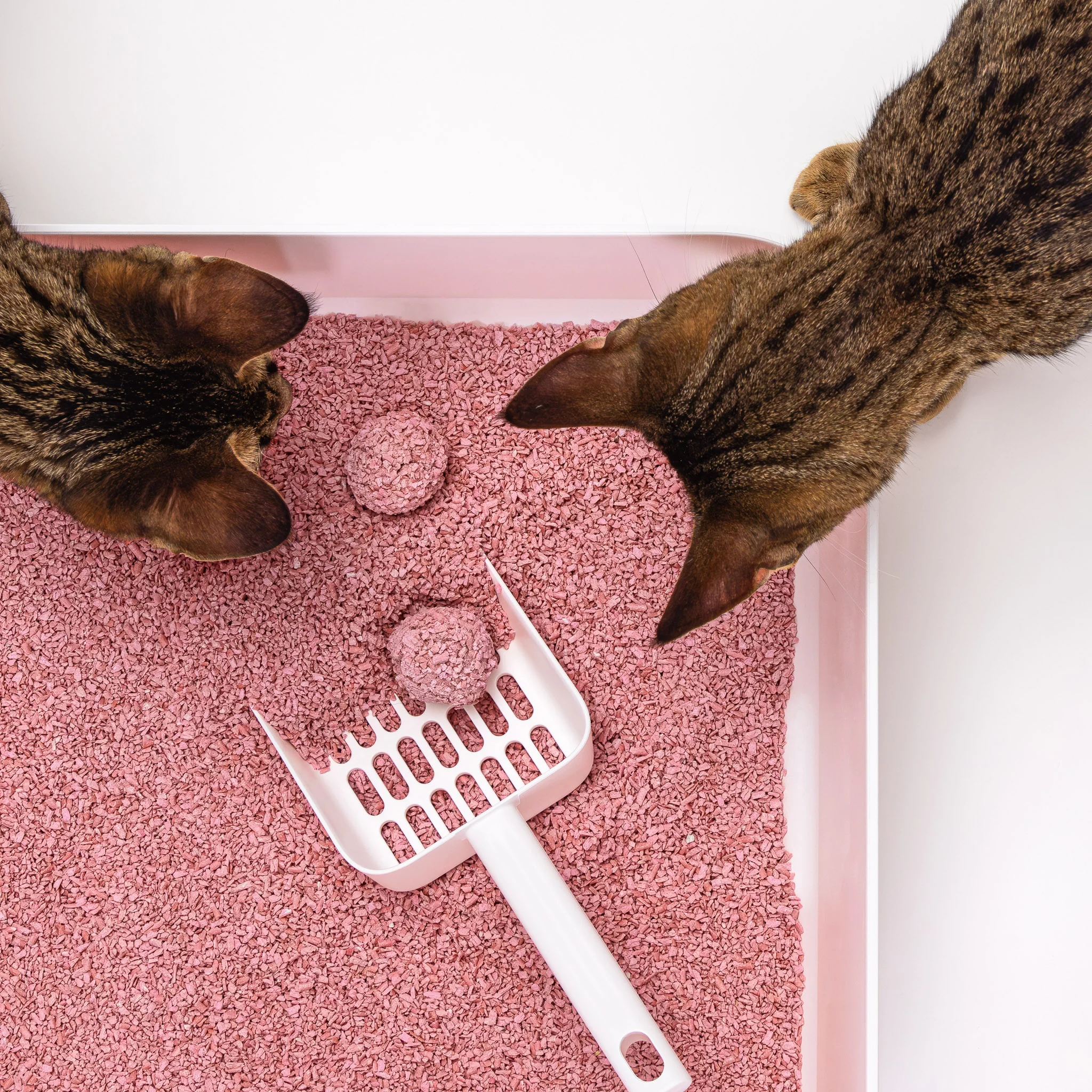 Comida Natural para gatos arenas tofu