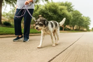 pienso-grain-free-ventajas